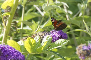 Avrupa tavus kuşu kelebeği (Aglais io) İsviçre 'nin Zürih kentinde yaz leylağına tünemiştir.
