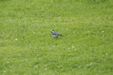 Beyaz kuyruklu (Motacilla alba) İsviçre, Zürih 'te çimlerin üzerinde oturuyor