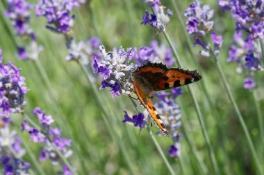 Küçük kaplumbağa kabuğu kelebeği (Aglais urticae) İsviçre 'nin Zürih kentindeki lavantanın üzerine tünemiştir.