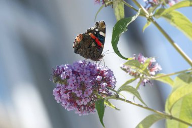 Kızıl Amiral Kelebeği (Vanessa Atalanta) İsviçre 'nin Zürih kentinde yaz leylağına tünemiştir.