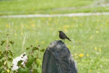 Juvenile Black Redstart (Phoenicurus ochruros), İsviçre 'nin Rougemont kentinde bir taşın üzerinde oturuyor.