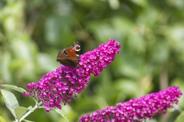 Avrupa tavus kuşu kelebeği (Aglais io) İsviçre 'nin Zürih kentinde yaz leylağına tünemiştir.