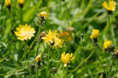 Bulutlu Sarı Kelebek (Colias croceus) İsviçre 'nin Rougemont kentindeki sarı çiçeğe tünedi.