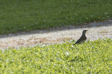 Fieldfare (Turdus pilaris) İsviçre 'nin Rougemont şehrinde çimlerin üzerinde oturmaktadır.