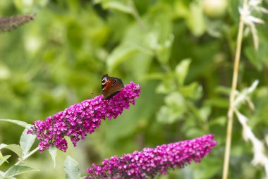 Avrupa tavus kuşu kelebeği (Aglais io) İsviçre 'nin Zürih kentinde yaz leylağına tünemiştir.