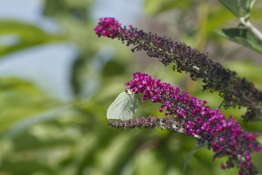 Kükürt kelebeği (Gonepteryx rhamni) İsviçre 'nin Zürih kentinde yaz leylağına tünemiştir.