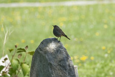 Juvenile Black Redstart (Phoenicurus ochruros), İsviçre 'nin Rougemont kentinde bir taşın üzerinde oturuyor.
