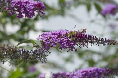 İsviçre 'nin Zürih kentinde yaz leylağı üzerinde uçuşan geniş kenarlı arı şahini güvesi (Hemaris fuciforis)