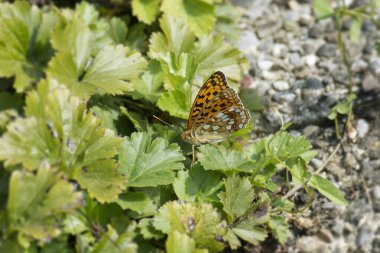 İsviçre, Zürih 'te yeşil bir yaprağın üzerinde oturan yüksek kahverengi fritiller kelebeği (Fabriciana adippe)