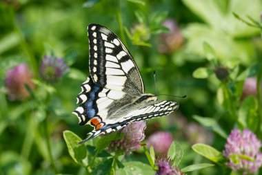 Eski Dünya Kırlangıç Kuyruğu (