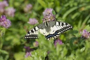 Eski Dünya Kırlangıç Kuyruğu (