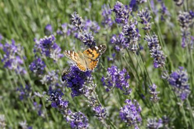 Boyalı Kadın (Vanessa Cardui) kelebek İsviçre 'nin Zürih şehrinde lavantanın üzerine tünedi