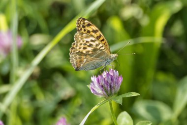 İsviçre 'nin Zürih kentindeki pembe çiçekte oturan gümüş renginde Fritillary kelebeği (Argynnis paphia)