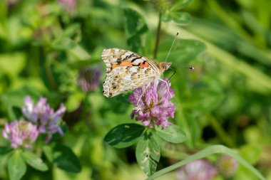 Boyalı Kadın (Vanessa Cardui) İsviçre 'nin Zürih şehrindeki pembe çiçeğe tünemiş kelebek