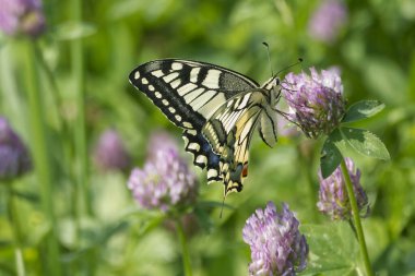 Eski Dünya Kırlangıç Kuyruğu (