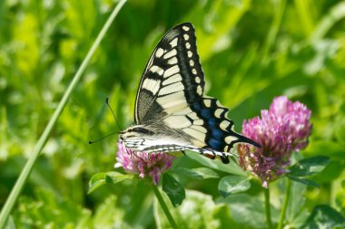 Eski Dünya Kırlangıç Kuyruğu (