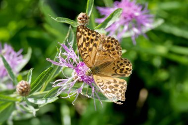 İsviçre 'nin Zürih kentindeki pembe çiçekte oturan gümüş renginde Fritillary kelebeği (Argynnis paphia)