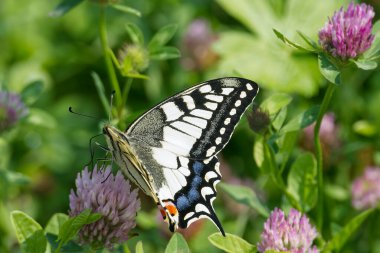 Eski Dünya Kırlangıç Kuyruğu (