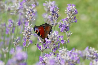 Avrupa tavus kuşu kelebeği (Aglais io) İsviçre 'nin Zürih kentinde lavanta üzerine tünemiştir.