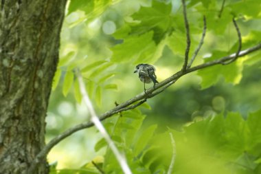 Long-tailed tit (Aegithalos caudatus) sitting on a tree branch in Zurich, Switzerland