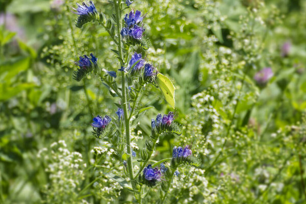 Common brimstone butterfly (Gonepteryx rhamni) sitting on blueweed in Zurich, Switzerland