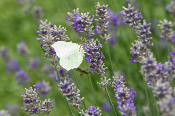 Common brimstone butterfly (Gonepteryx rhamni) sitting on lavender in Zurich, Switzerland
