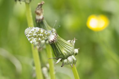 Dişi turuncu uçlu kelebek (Anthocharis kakuminleri) İsviçre 'nin Zürih kentinde bir karahindibanın üzerine tünemiştir.