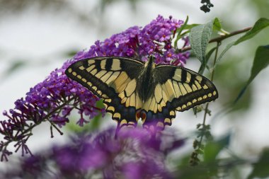 Eski Dünya Kırlangıç Kuyruğu (