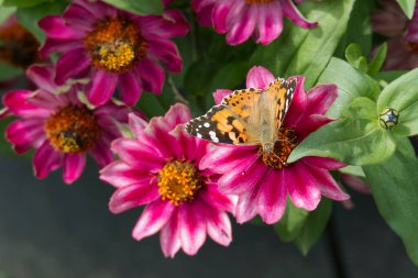 Boyalı Kadın (Vanessa Cardui) İsviçre 'nin Zürih şehrindeki pembe çiçeğe tünemiş kelebek