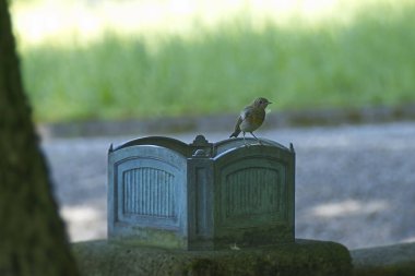 İsviçre 'nin Zürih kentinde mavi bir taşın üzerinde oturan genç Avrupa bülbülü (Erithacus rubecula)