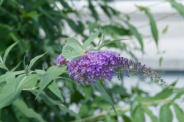Common brimstone butterfly (Gonepteryx rhamni) perched on summer lilac in Zurich, Switzerland