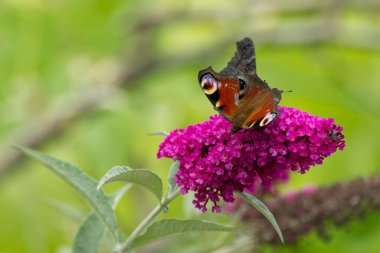 Avrupa tavus kuşu kelebeği (Aglais io) İsviçre 'nin Zürih kentinde yaz leylağına tünemiştir.