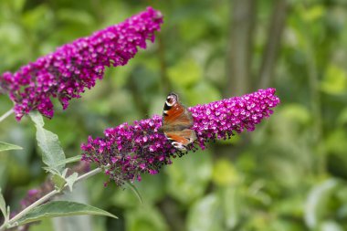 Avrupa tavus kuşu kelebeği (Aglais io) İsviçre 'nin Zürih kentinde yaz leylağına tünemiştir.