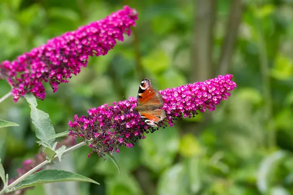 Avrupa tavus kuşu kelebeği (Aglais io) İsviçre 'nin Zürih kentinde yaz leylağına tünemiştir.