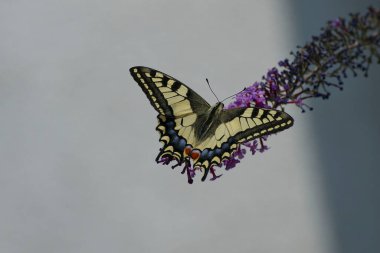 Eski Dünya Kırlangıç Kuyruğu (