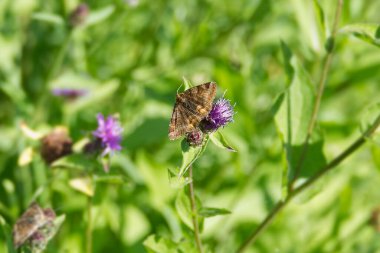 Burnet güve (Euclidia glyphica) İsviçre 'nin Zürih kentinde pembe bir çiçeğin üzerine tünemiş kelebek.