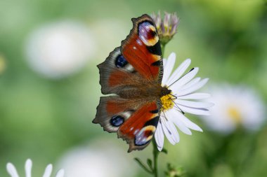 Avrupa tavus kuşu kelebeği (Aglais io) İsviçre, Zürih 'te bir papatyanın üzerinde oturuyor