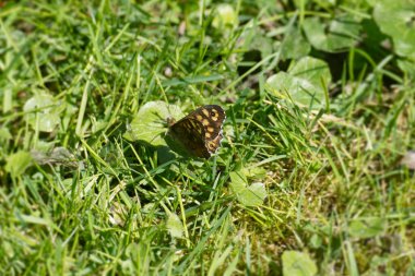 Benekli Kelebek (Pararge aegeria) İsviçre 'nin Zürih kentinde yeşil bir yaprağın üzerinde oturuyor.