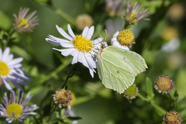 Common brimstone butterfly (Gonepteryx rhamni) sitting on a white daisy in Zurich, Switzerland