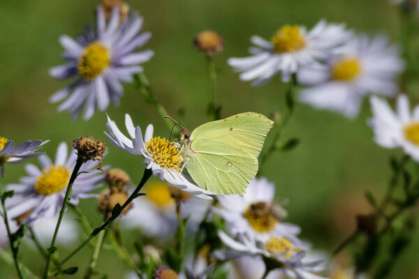 Common brimstone butterfly (Gonepteryx rhamni) sitting on a white daisy in Zurich, Switzerland