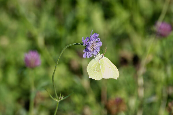 Common brimstone butterfly (Gonepteryx rhamni) sitting on a small scabious in Zurich, Switzerland