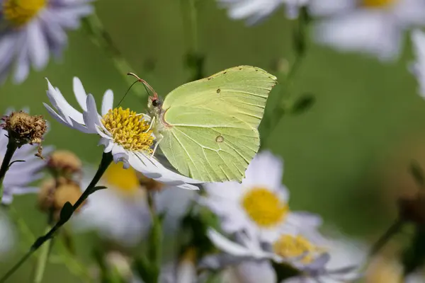 İsviçre, Zürih 'te beyaz bir papatyada oturan yaygın kükürt kelebeği (Gonepteryx rhamni)