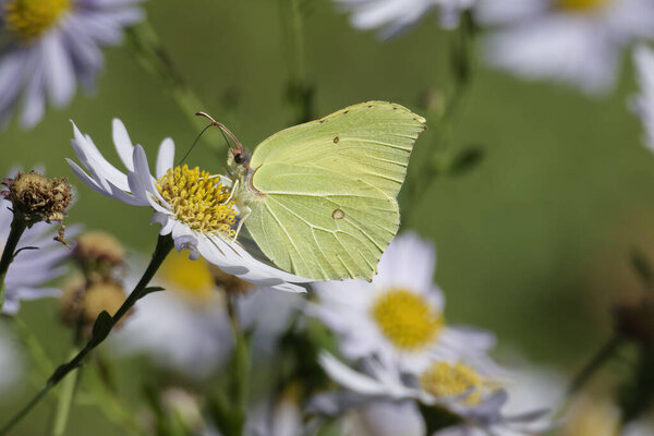 Common brimstone butterfly (Gonepteryx rhamni) sitting on a white daisy in Zurich, Switzerland