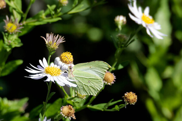 Common brimstone butterfly (Gonepteryx rhamni) sitting on a white daisy in Zurich, Switzerland