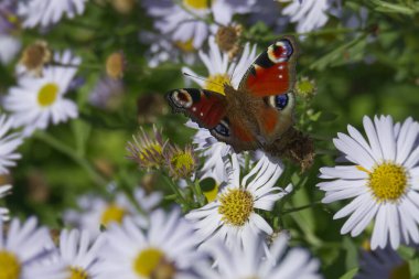 Avrupa tavus kuşu kelebeği (Aglais io) İsviçre, Zürih 'te bir papatyanın üzerinde oturuyor