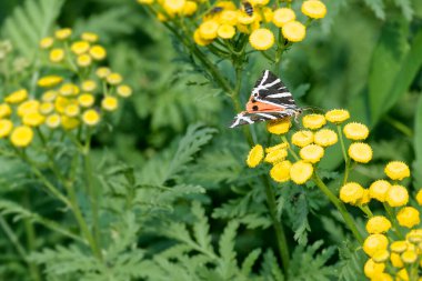 Jersey Kaplan Güvesi (Euplagia kuadripunctaria) İsviçre 'nin Zürih şehrinde sarı çiçeğin üzerinde oturmaktadır.