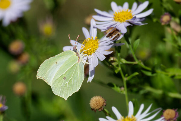 Common brimstone butterfly (Gonepteryx rhamni) sitting on a white daisy in Zurich, Switzerland
