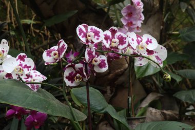 Tropik bahçede orkide çiçeği, orkideler çiçek arka planı, bahçede güzel orkide.
