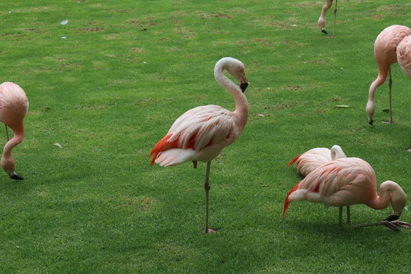 Lyserøde Flamingoer Smukt Landskab Loro Park Spanien Tenerife Kanariske Øer - Stock-foto