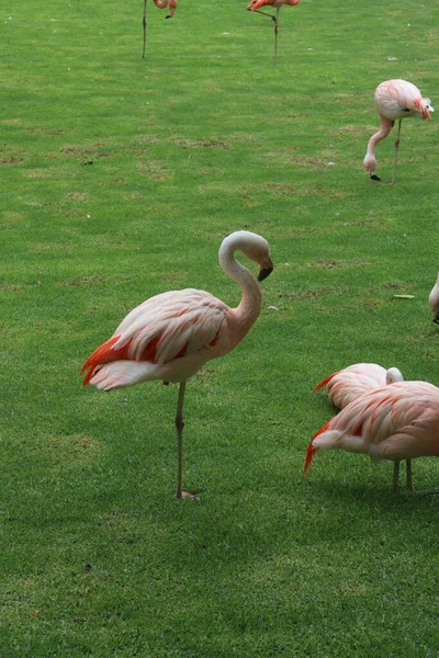 Pink Flamingos Beautiful Landscape Loro Park Spain Tenerife Canary Islands — Stock Photo, Image